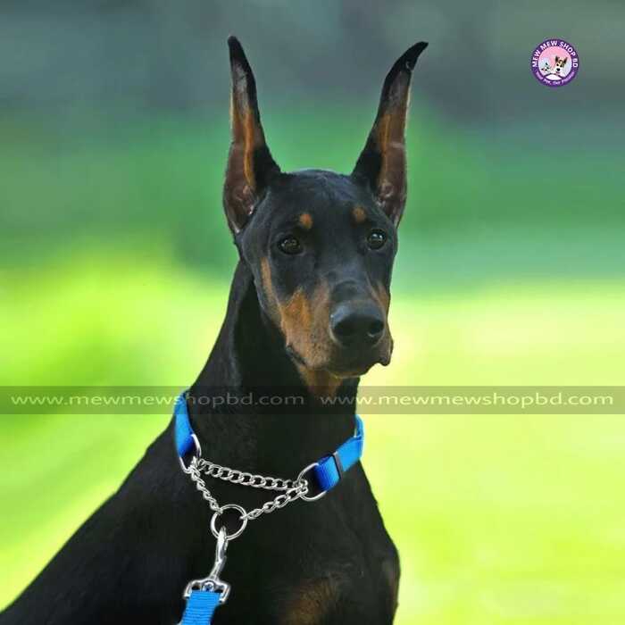 Adjustable Pet Dog & Puppy Nylon Choke Collar with Stainless Steel Chain