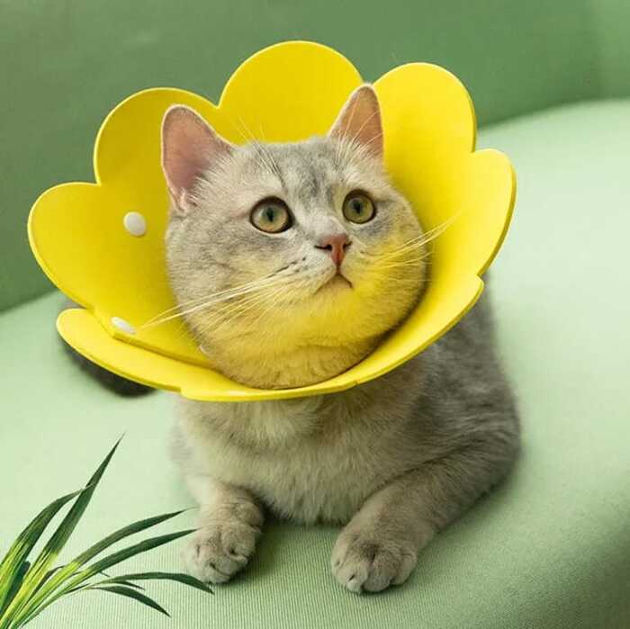 Sunflower Shape Colorful Adjustable Ecollar / Sergical Collar for Pet Cat & Puppy