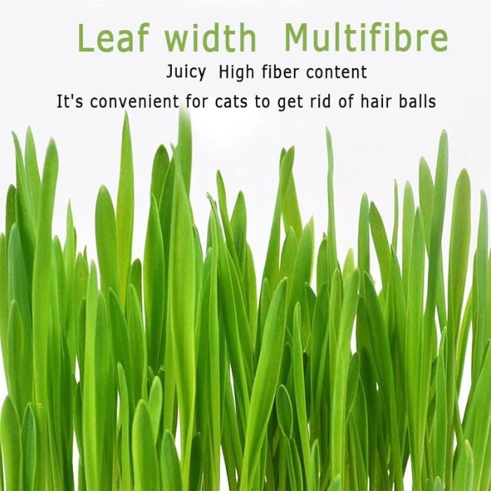 50g Cat Grass Seed with Kit Including Plastic Storage Box