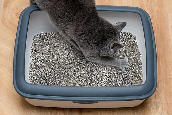 Number 1 Ultra-Premium 500% ABSORPTION Cat Litter with Lavender Scent 6kg