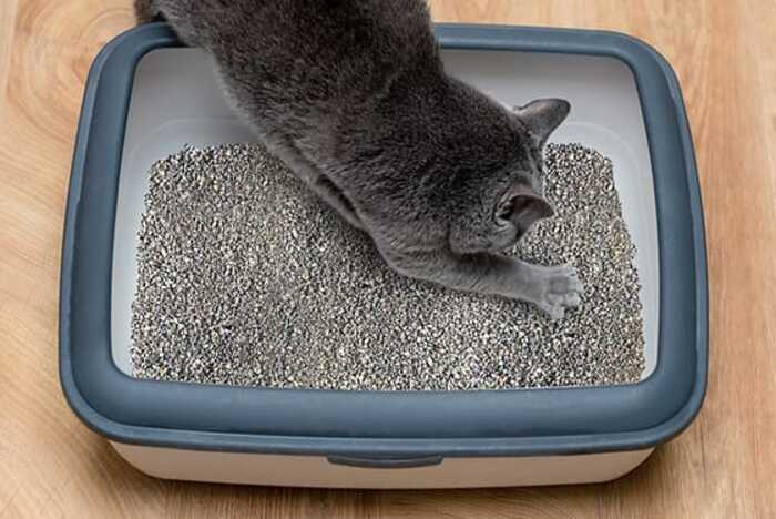 Number 1 Ultra-Premium 500% ABSORPTION Cat Litter with Mocha Scent 6 kg