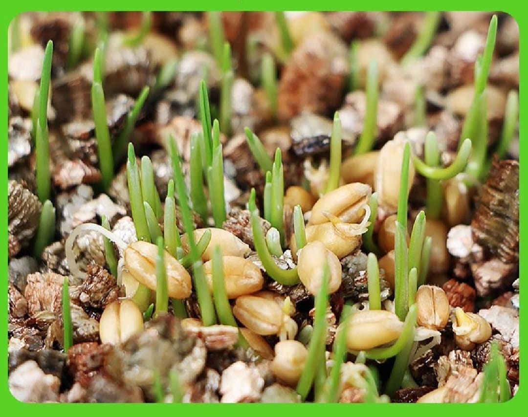 Premium Pet Cat Germinating Grass Kit Box