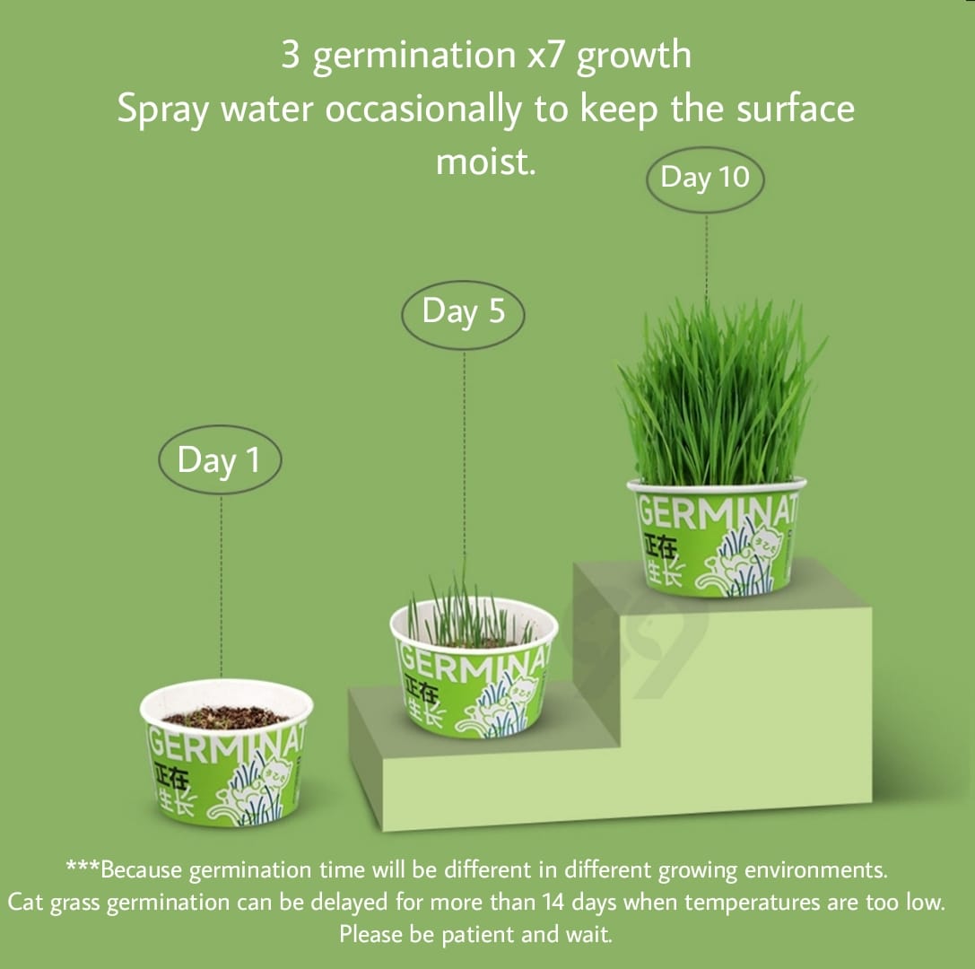 Premium Pet Cat Germinating Grass Kit Box
