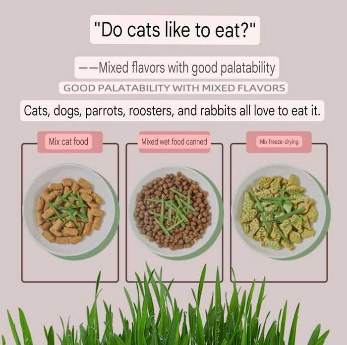 Greedy Horse Spring Cat Grass Kit – Soilless Mixed Cat Grass