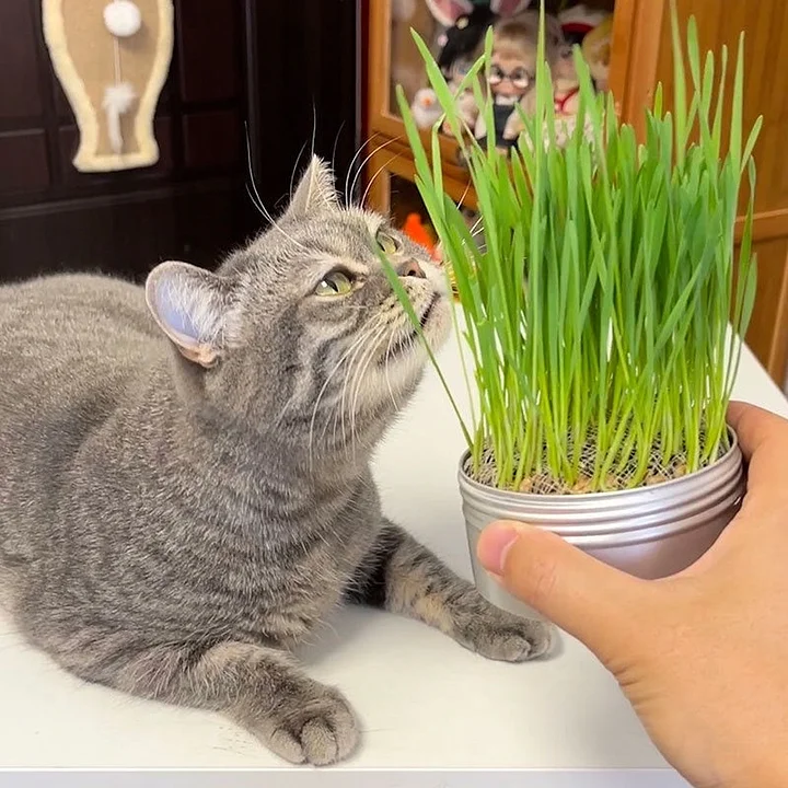 Portable Pet Cat Grass Kit with Aluminium Box Easy to Use