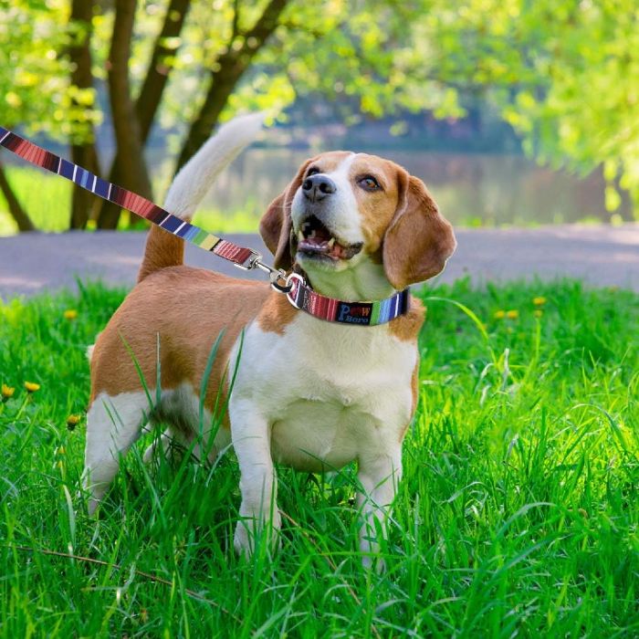 Super Premium Rainbow Adjustable Pet Dog & Puppy Collar with Leash