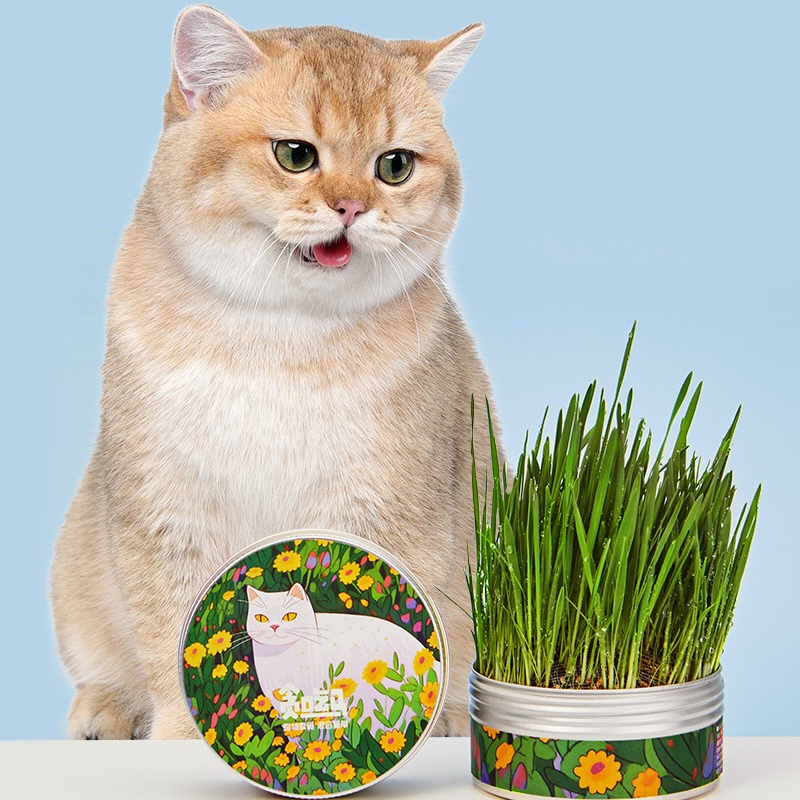 Portable Pet Cat Grass Kit with Aluminium Box Easy to Use