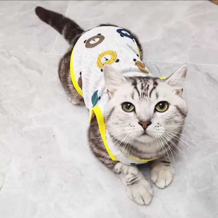 Soft Cotton Fabric Pet Cat Sleeveless Dress / Tshirt for Summer & Easy to Wear ( No Exchange)
