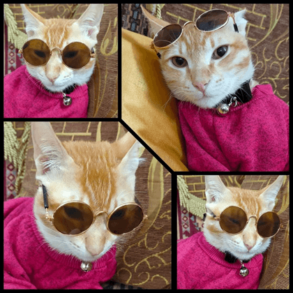 Classic Cat Sweater || Full Sleeve Dress ( No Exchange )