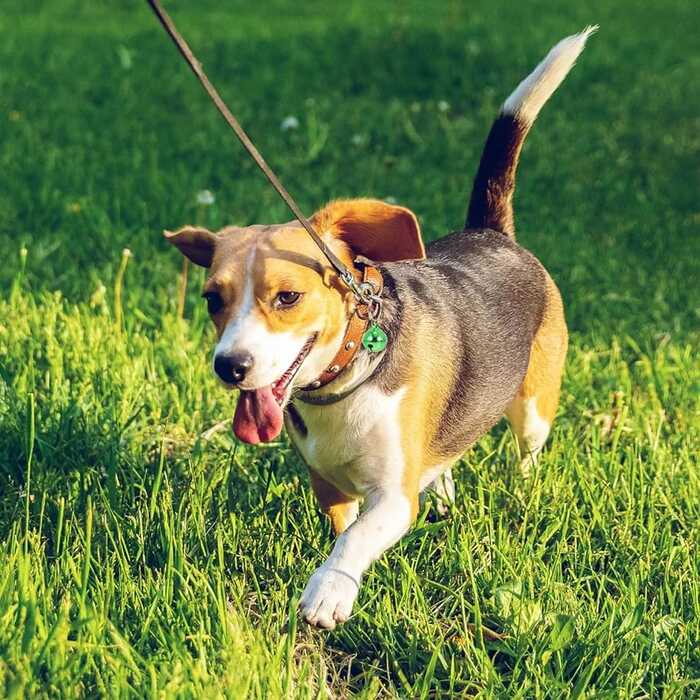 Single Colour Ringing Bell with Ring for Pet Cat & Puppy Collar