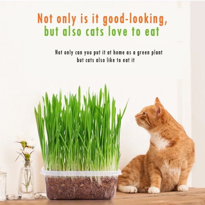 50g Cat Grass Seed with Kit Including Plastic Storage Box