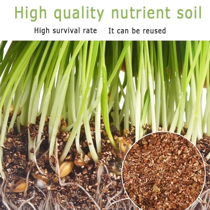 50g Cat Grass Seed with Kit Including Plastic Storage Box