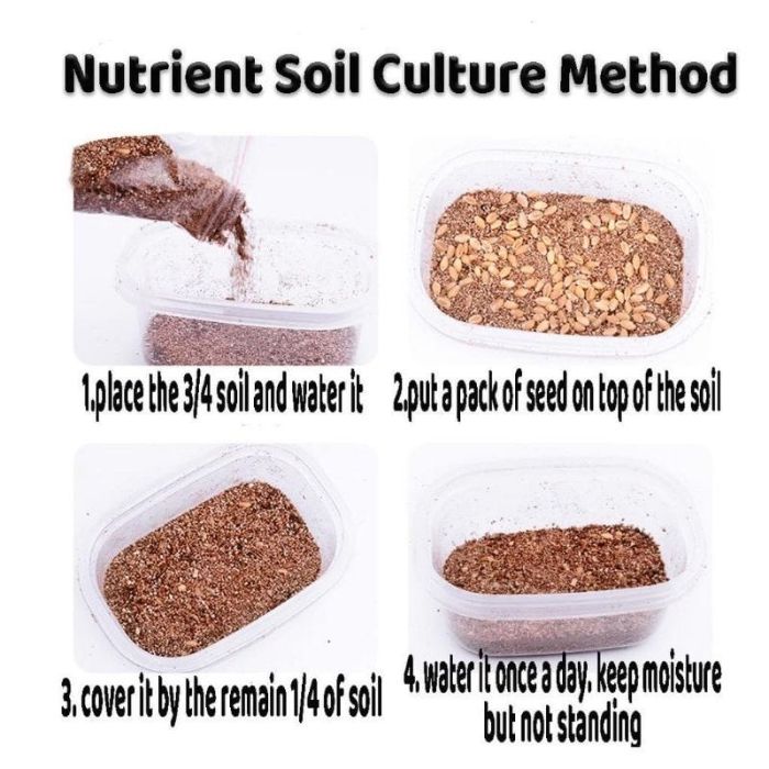 50g Cat Grass Seed with Kit Including Plastic Storage Box