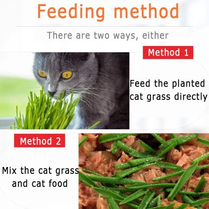 50g Cat Grass Seed with Kit Including Plastic Storage Box