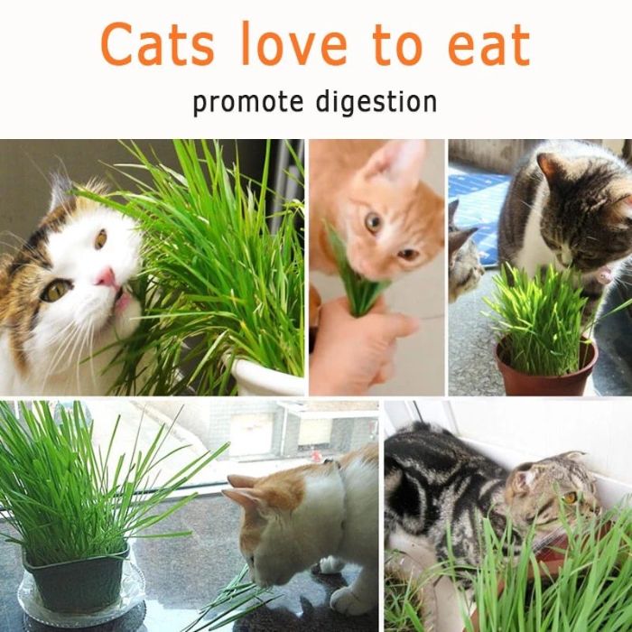 50g Cat Grass Seed with Kit Including Plastic Storage Box