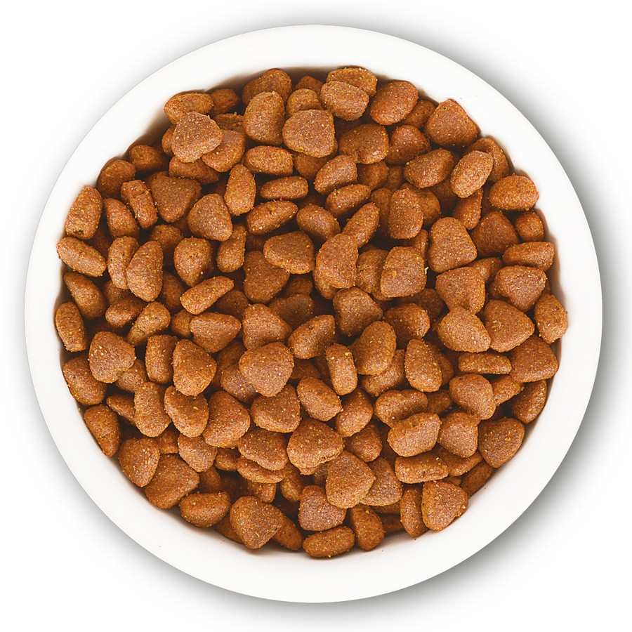 Jungle Adult Catfood Chicken & Fish (1 Year+)