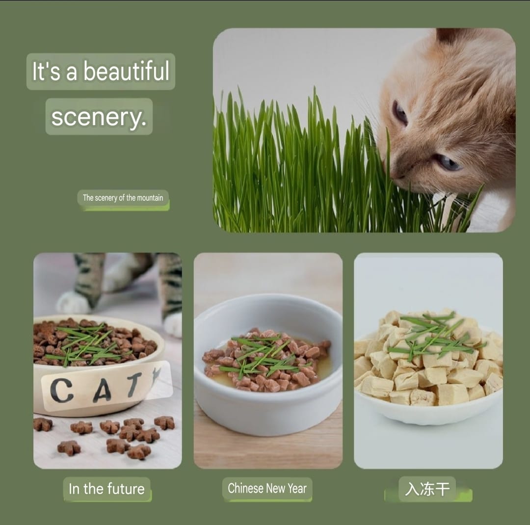 Premium Pet Cat Germinating Grass Kit Box