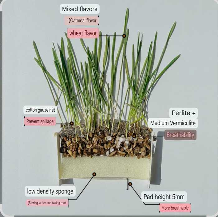 Greedy Horse Spring Cat Grass Kit – Soilless Mixed Cat Grass