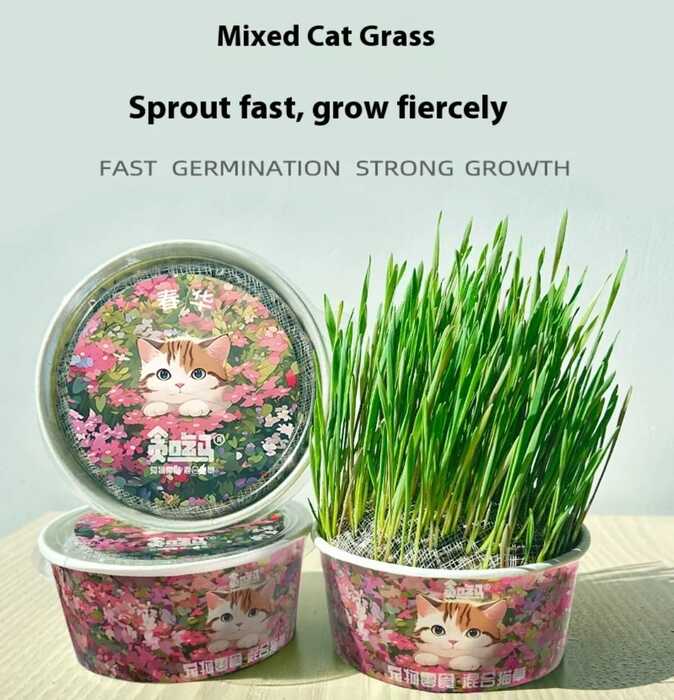 Greedy Horse Spring Cat Grass Kit – Soilless Mixed Cat Grass