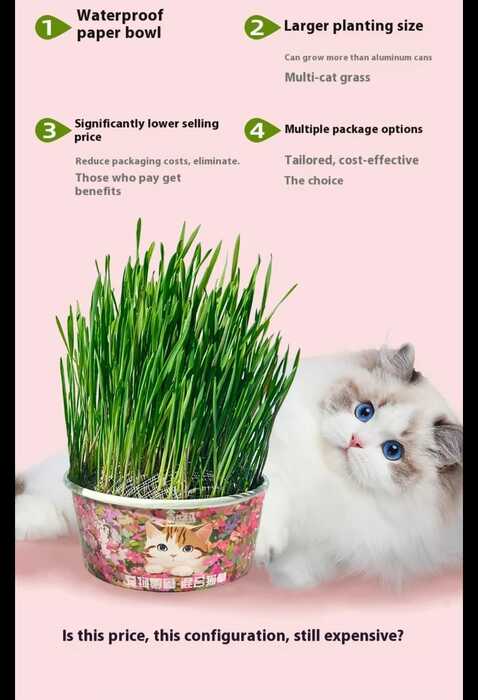 Greedy Horse Spring Cat Grass Kit – Soilless Mixed Cat Grass