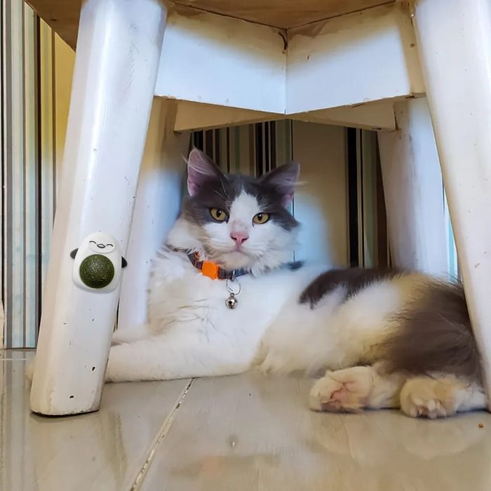 360° Rotatable Cartoon Shape Natural Catnip Balls for Pet Cat